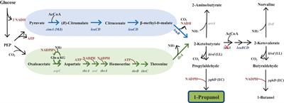 Metabolomics-Driven Identification of the Rate-Limiting Steps in 1-Propanol Production